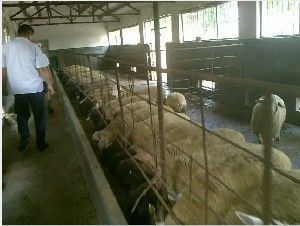 公司技术人员在凯银良种肉羊基地